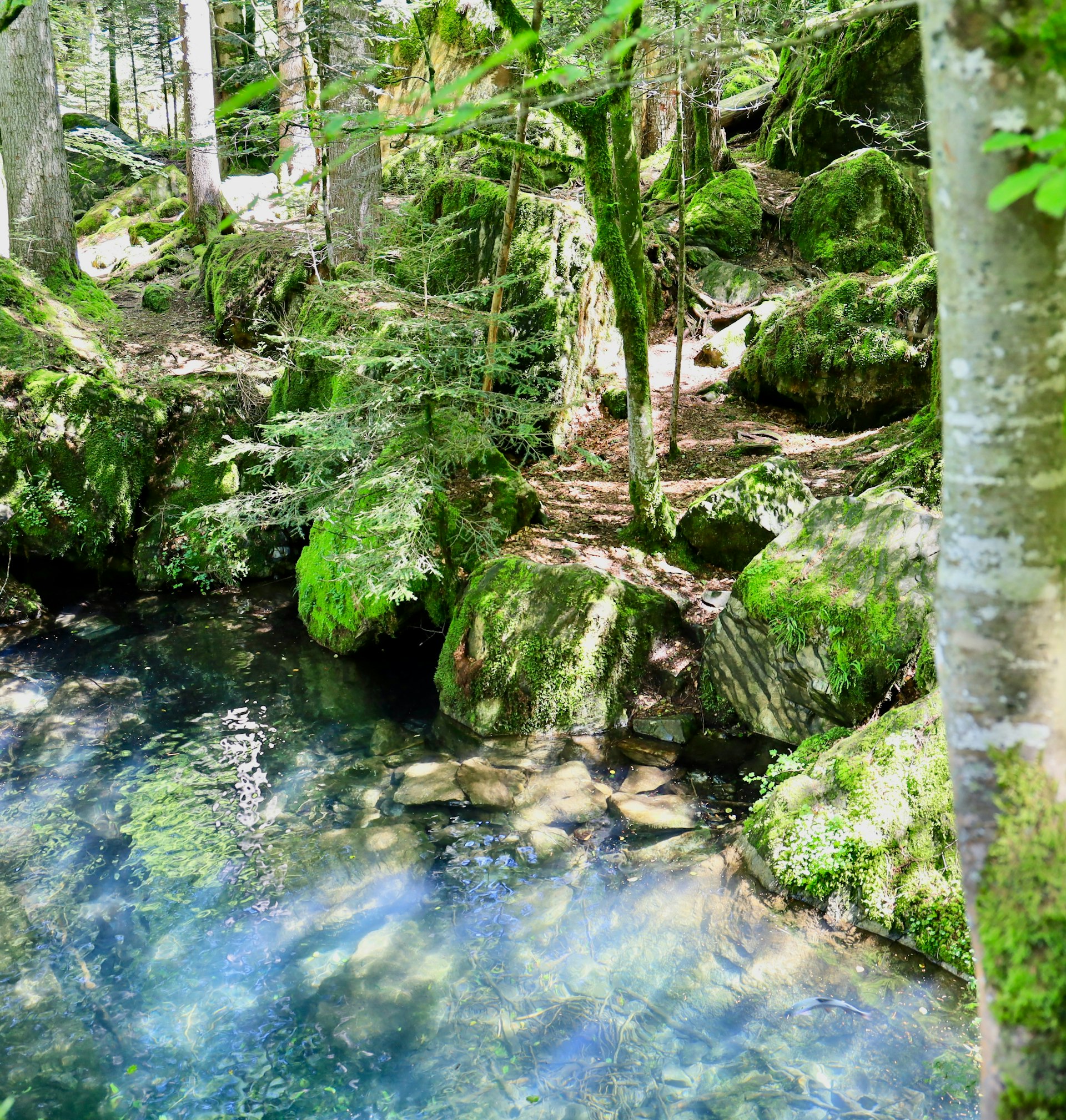 Transformative Benefits of Forest Bathing and Nature Therapy: Science, Practice, and Accessibility